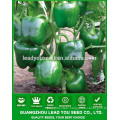 MSP07 Cuilv disease resistant hybrid sweet pepper seeds for greenhouse